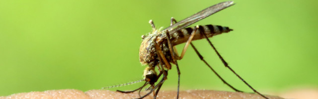 Zašto komarci napadaju ljudi i šta je rešenje?