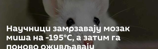 Научници замрзавају мозак миша на -195°C, а затим га поново оживљавају