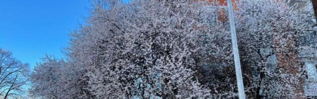 Lep dan pred Novosađanima: Biće dosta sunca i toplo