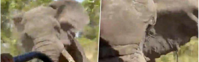 SLONOVI MILIONERA PREGAZILI DO SMRTI: Krenuo da lovi neuhvatljivu antilopu, a onda mu se pred očima ukazalo OGROMNO KRDO (FOTO)
