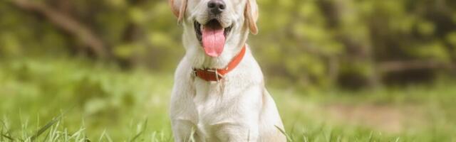 Pas u bugarskoj skupštini! Nije šala - labrador Rover postao "poslanik" i prisustvovaće svim sednicama parlamenta