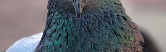 Zbog udaranja goluba završio u zatvoru