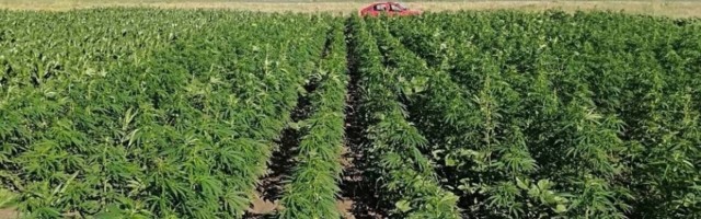 Vijetnamski „Kralj droge“ zatvoren zbog krijumčarenja migranata na farme kanabisa