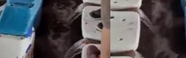 TRIBINE MARAKANE ILI NIJAGARINI VODOPADI? Nestvarna scena na stadionu "Rajko Mitić" (VIDEO)