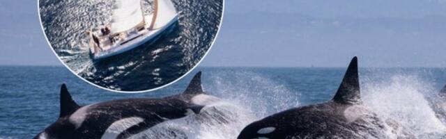 DRAMA KOD MAROKA, ORKE POTOPILE JAHTU! Posada za dlaku izbegla tragediju, 45 minuta su napadale brod!