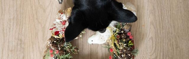 Koliko je vaša PRAZNIČNA DEKORACIJA bezbedna za ljubimca: Kratak vodič kroz najčešće greške vlasnika