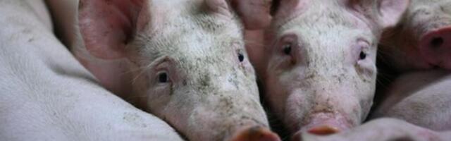 Afrička kuga potvrđena u Topoli