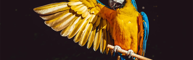 Životinje menjaju oblik tela zbog klimatskih promena