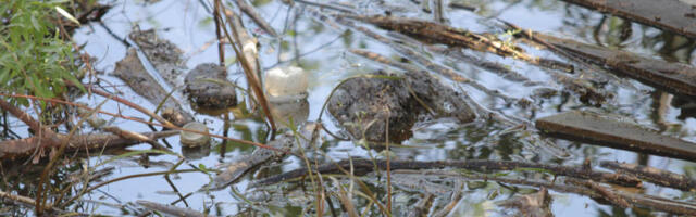 GRUPA LJUDI ZLOSTAVLJALA LABUDOVE NA ALEKSANDROVAČKOM JEZERU! Prizori zgrozili građane, OVO JE JEZIVO!