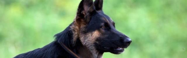 Ono što je ovaj pas uradio za čoveka koji ga je usvojio je neverovatno! (VIDEO)