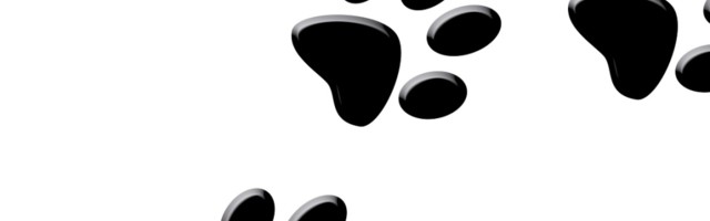 Rođeno štene "marsovske" boje (VIDEO)