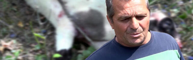 Sandžak- Psi lutalice ponovo zaklali stado ovaca (VIDEO)