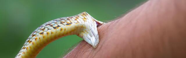 Ako vidite da vas vajper napada, već je kasno: Baš NIKO nema šanse da izbegne ujed zmije sa snimka