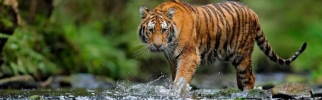 Zašto su tigrovi narandžasti?