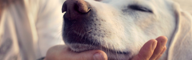 Psi koji su razmaženi češće pate od alergija