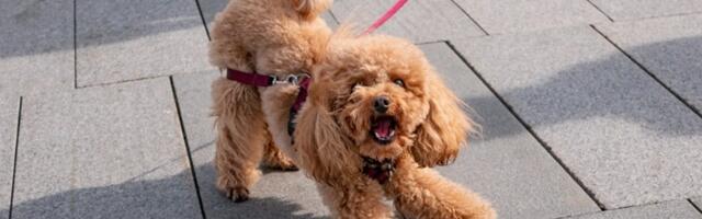 Da li PSI zaista mogu da OSETE LOŠU OSOBU? Odgovor stručnjaka će vas IZNENADITI