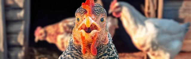 ŠTA RADI KOKOŠKA KAD JOJ JE DOSADNO? Srbi ne mogu da prestanu da pričaju o ovom vicu o kokoški - URNEBESNO SMEŠNO