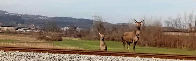 KOŠUTE PRELAZE PRUGU I PUT U Loznici kod nekadašnje ‘’Viskoze’’ neverovatni prizori FOTO