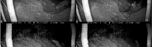 „Ovo nikad nije viđeno!“ 5 zamki s kamerama aktivirano u šumi kraj Rima, ono što su snimile šokiralo naučnike