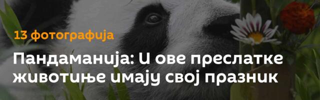 Пандаманија: И ове преслатке животиње имају свој празник