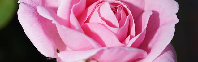 Orezivanje ruža u martu