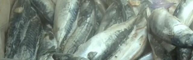 SVI MISLE DA JE OVA RIBA DOBRA, A ZAPRAVO JE NAJNEZDRAVIJA MOGUĆA! U njoj se akumulira najviše ŽIVE