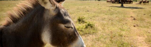 Nisu flamingosi, ali su im izuzetno slični: Ove ptice su prvi put viđene u Srbiji i to baš na ovom mestu
