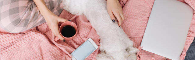 Sačuvajte svoje ljubimce: Većina Srba ovaj predmet drži u kući, a izuzetno je opasan i za pse i za mačke