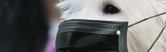 Maske za ljubimce totalni hit tokom korone