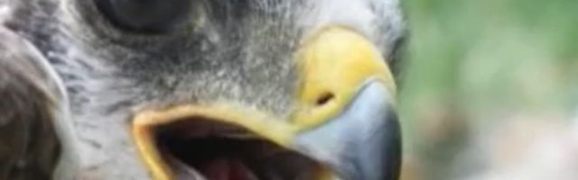 Patuljasti orao primećen na Vršačkim planinama