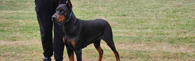 Cvetanovićev doberman Hanibal prvak rase na izložbi pasa u Leskovcu