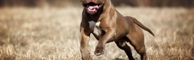 Pitbulovi unakazili majku i sina, vlasniku preti osam godina robije