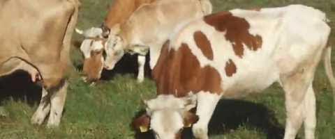 Glamočić kaže da srpski mlekari imaju najveće podsticaje na svetu