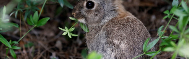 Išli tata i sin zeko u šumu nešto uloviti...