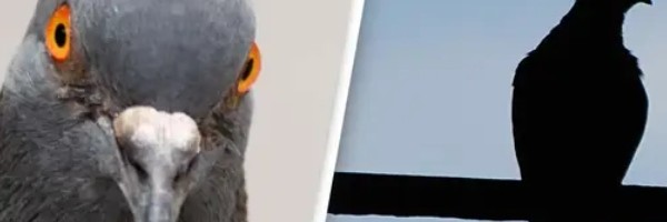 Golubovi kamikaze istrenirani kako bi zaustavili terorističke napade