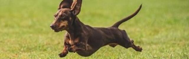 Užas u Jagodini! Pred očima vlasnika nožem iskasapio malog psa!