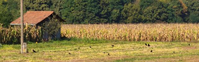 Klimatske promene smanjuju hranljive materije u globalnim usevima! Zabrinjavajući podaci: Hrana kaloričnija, a sve manje hranljiva