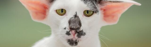 Tri razloga nastanka misterioznog ZVUKA u mačijem grlu koji se jasno čuje iako su joj usta čvrsto zatvorena