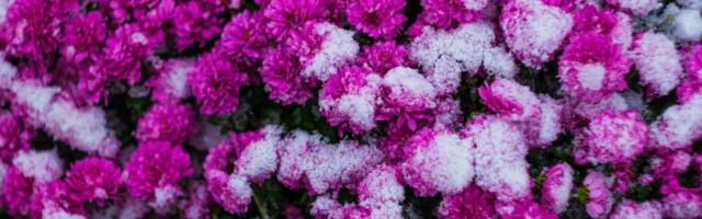 Hrizanteme će preživeti zimu i mraz: Baštovan otkrio da je tajna u 1 stvari - samo tako će bujati na proleće
