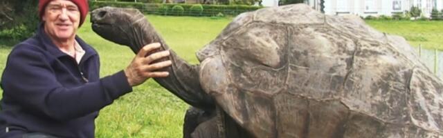 Лажна вест о смрти: најстарија копнена корњача Џонатан је жива