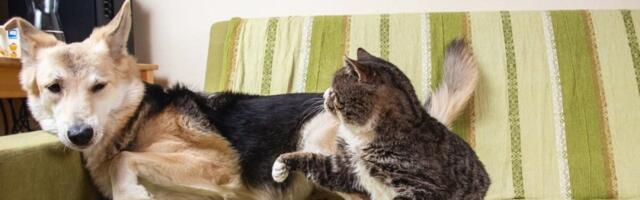 Otkriveno zašto se psi boje mačaka? Šokantni uzroci koje će vlasnike baciti u nesvest