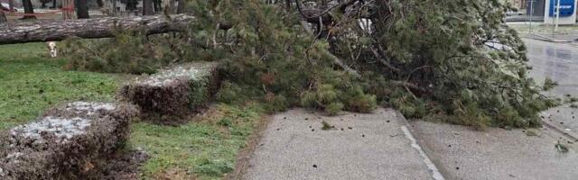 Drvo iz Velikog parka u Kragujevcu palo na trotoar