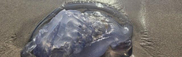 Džinovske meduze Tomićima upropastile odmor! Puno more "zveri" od 25 kilograma (FOTO/VIDEO)