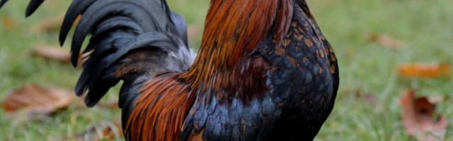 Pitate se otkud petlu taj nadimak, pa kao što nadimak kaže živo je bez glave i to punih 18 meseci