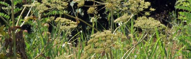 Šok pod Šar planinom: Divlja zver koju niko NIKADA nije video u Sirinićkoj Župi uočena u selu Sevce (SNIMAK)