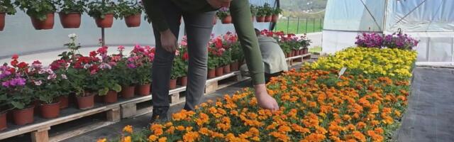 Tabaševići i Jusovići rizikovali sve pre 15 godina: Pogledajte gde su danas njihovi plastenici