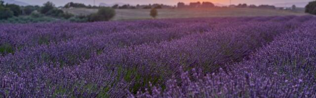 Lavanda bi trebalo da bude u svakoj bašti - mirisna biljka koja leči, štiti i privlači život