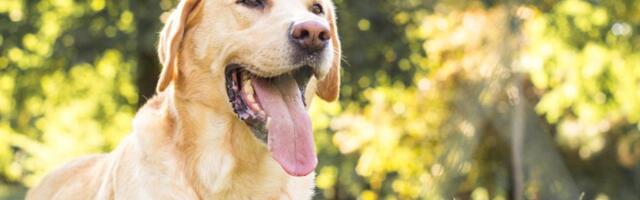 Kako ljubimci razumeju naše tepanje