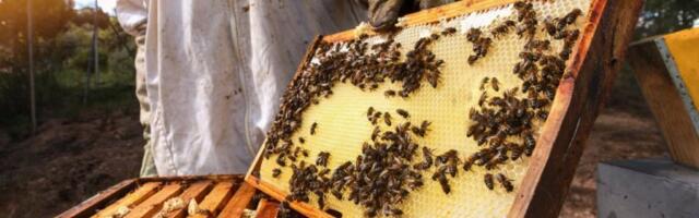 OZBILJAN UDARAC NA DOMAĆU POLJOPRIVREDU! Pčele u Srbiji masovno UMIRU, jedna stvar je sada NEOPHODNA!