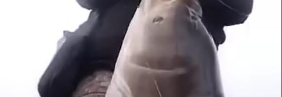 KAPITALAC! MANČA IZ PIROTA UPECAO GRDOSIJU OD SKORO 60 KILOGRAMA: Pogledajte ovaj ulov! Ribu uvek uhvati i pusti, ovaj put je morao da ponese kući (video)